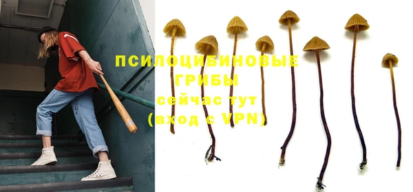 прущие грибы Михайловск